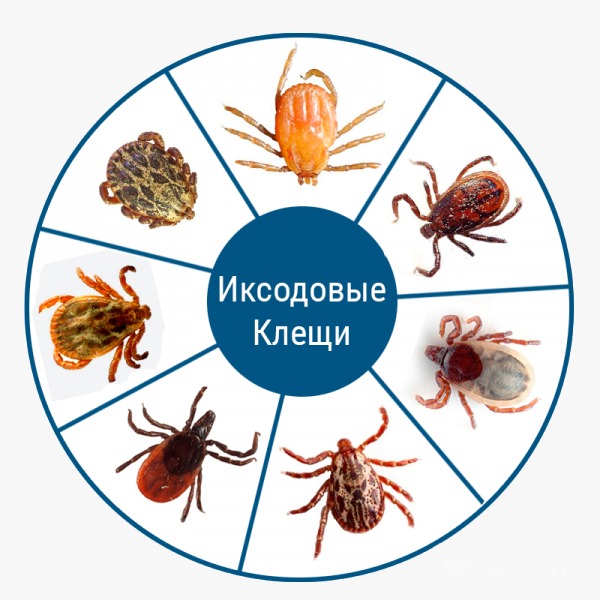 ОСТОРОЖНО – НАЧИНАЕТСЯ СЕЗОН КЛЕЩЕЙ!