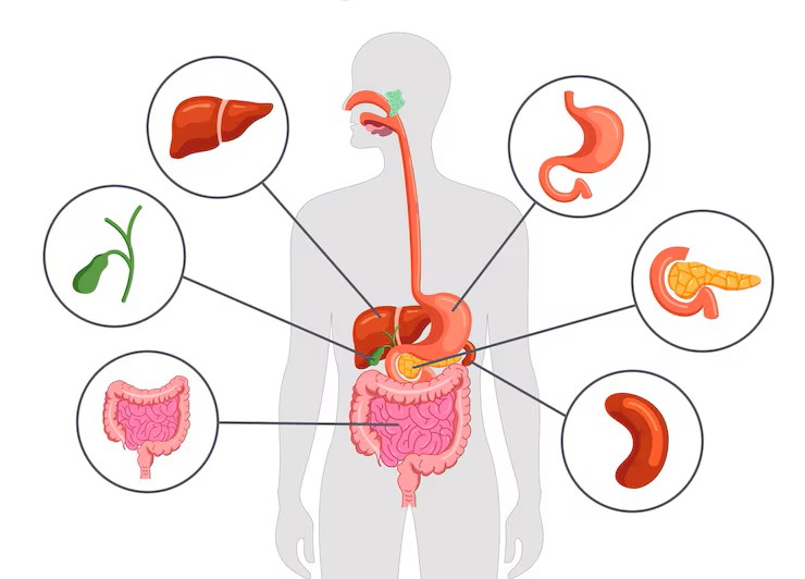 АСҚАЗАН-ІШЕК ЖОЛЫ АУРУЛАРЫНЫҢ АЛДЫН АЛУ: НӘТИЖЕЛІ ҚАРАПАЙЫМ ӘДЕТТЕР
