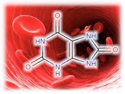 МОЧЕВАЯ КИСЛОТА КАК ФАКТОР РИСКА ДЛЯ ЗДОРОВЬЯ