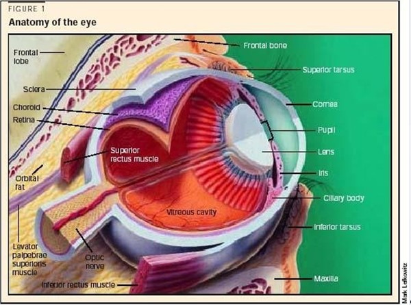 2016.12.15 Как сохранить зрение ЗОЖ 3